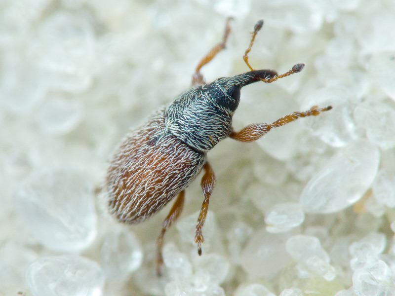 Mecinus pascuorum (Gyllenhal, 1813)